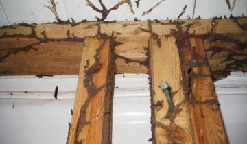 Termite Spraying Near Burbank