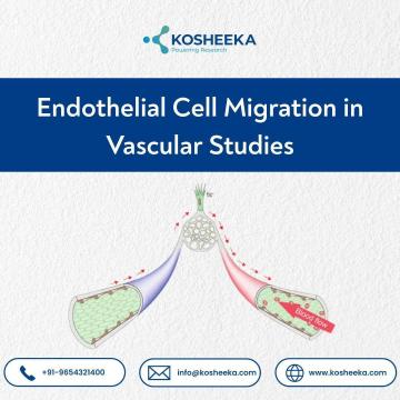 Endothelial Cell Migration in Vascular Studies