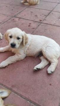 Golden Retriever Puppies for Sale