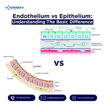 Endothelium vs Epithelium: Understanding the Basic Difference