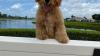 Palm Beach Goldendoodles