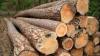 Pine Wood Suppliers in India