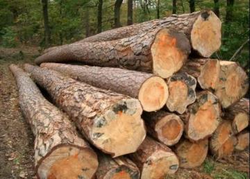 Pine Wood Suppliers in India
