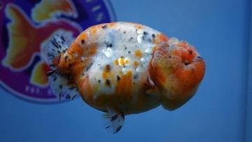 Buy gold fish online USA