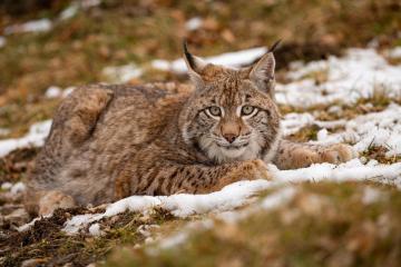 Book Spiti Valley Snow Leopard Tours for Winter Wildlife