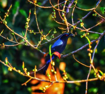 Explore Inspiring Living in Harmony with Nature | Sajin Kumar