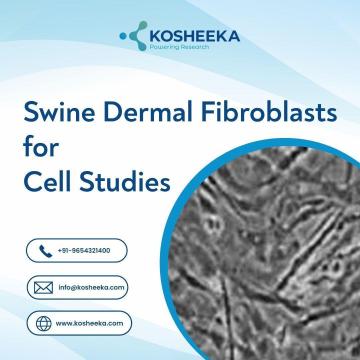 Swine Dermal Fibroblasts for Cell Studies