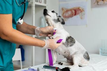 Dog Dental Care that Actually Works
