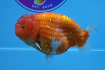 High Quality Fancy Goldfish