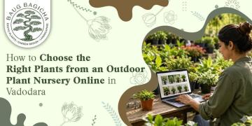 Best online plant nursery in Vadodara | baugbagicha