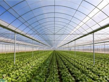 Manufacturers of HDPE Monofilament Nets for Agriculture Use - Majestic Nets