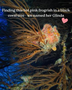 Scuba Diving Trips | Liquid Cosmos Divers