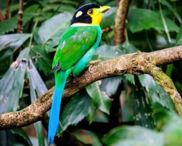 Best Resort In Jim Corbett for Jungle Safari Stays