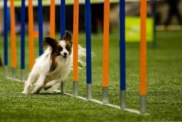 Pet Behaviour Improvement by Training Experts in Secunderabad