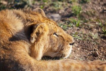 Kenya & Tanzania Safaris Wildlife, Migration & Big Five in One Trip