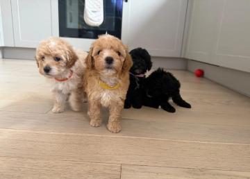 Affordable Poodle puppies for sale