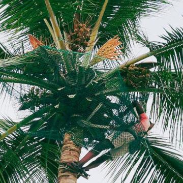 Best Coconut Tree Safety Nets Service Provider in Bangalore | Call "Menorah CocoNets" -
