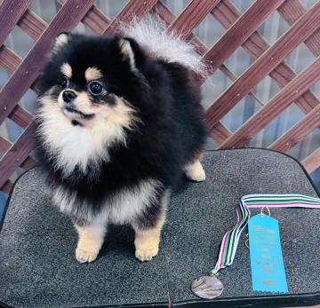 Adopt Adult Pomeranian California Loving Companions