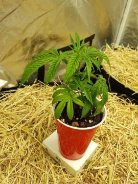 Marijuana Seeds for Sale in USA