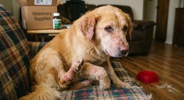 Flea Treatment for Dogs