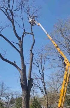 Professional Tree Removal Buffalo NY | Tall Branch Tree Experts