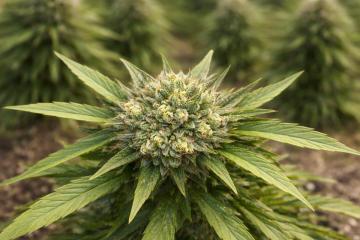 Community Trust Charlotte's Most Trusted CBD Store – Rated 5 Stars by Real Customers