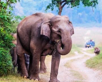 Jungle Resort In Jim Corbett | Bijrani Jungle Cottages