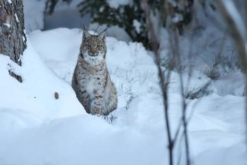 Snow Leopard Tours in Spiti Valley | Himalayan Wildlife Tour