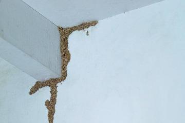 Termite Spraying Near Burbank