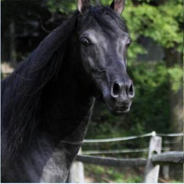 Noble Prospect – Hu Nymeer Arabian Horses For Sale