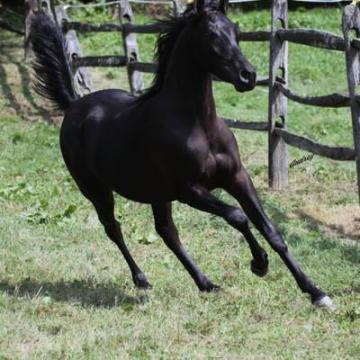 Noble Champion – Hu Saud Amirr Straight Egyptian Arabian Stallion