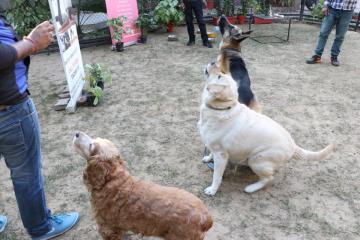 Pet boarding service in New Delhi