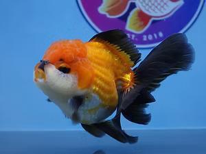 Fancy Goldfish for Sale