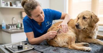 The Natural way to a Wagging Tail-FurLife