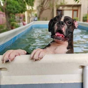 Pet boarding service in New Delhi