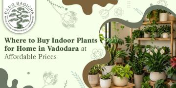 Best online plant nursery in Vadodara | baugbagicha