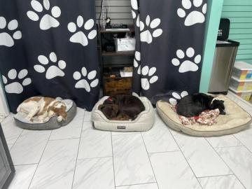 Want Peace of Mind While Your Dog Enjoys a Comfortable Stay?