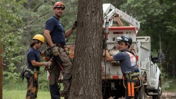 Professional & Trusted Tree Service in Boston, NY