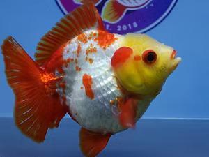 Best Fancy Goldfish in Austin