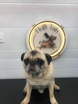 Affordable Dog Grooming at Home in Qatar – Comfort & Convenience, Doha