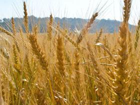 Best Hybrid Field Crop Seeds for Agricultural Production in Gujarat