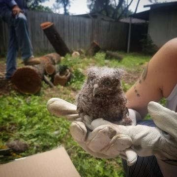 Rooted In Texas Tree Care