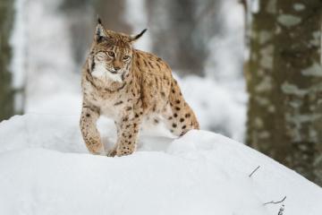Snow Leopard Expedition in Spiti | Wildlife Adventure Tour