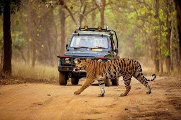 Customized Theme Based Tours in India | Beach, Wildlife, Cultural & Spiritual Holidays