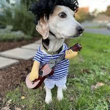 24 Hour Dog Sitter Mt. Tabor