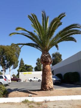 Lorenzo's Tree Services