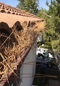 Window Washing Fullerton, CA