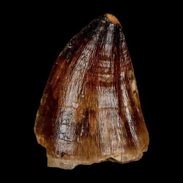 Rare Dinosaurs Fossils Available for Collectors and Enthusiasts