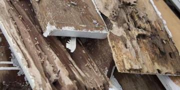 Termite Inspection Nearby Me