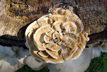 Kits éducatifs de biologie – Édition Saprophytes